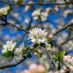 Ce semnifică Duminica Floriilor și ce tradiții se păstrează în România