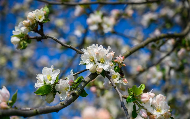 Ce semnifică Duminica Floriilor și ce tradiții se păstrează în România
