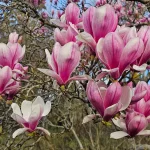 Magnolia, floarea care dispare ca un spectacol și rămâne ca o amintire