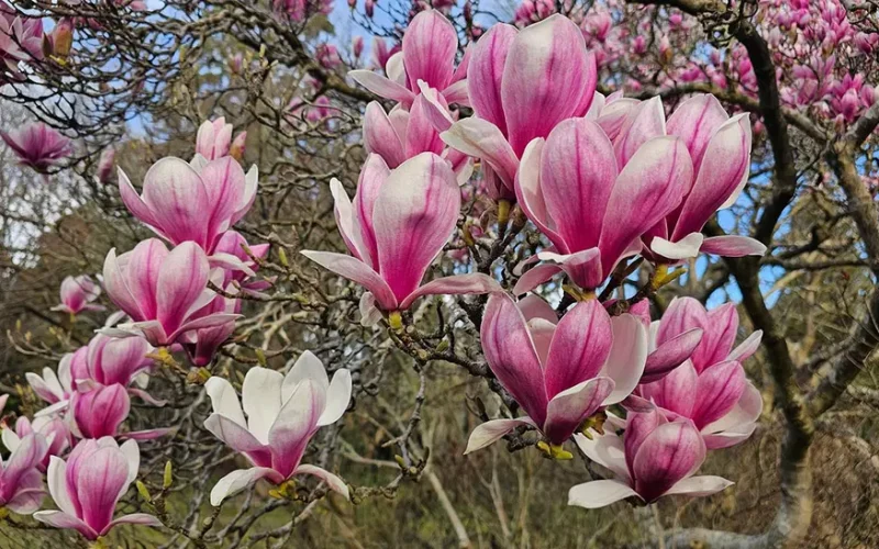 Magnolia, floarea care dispare ca un spectacol și rămâne ca o amintire